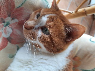 Ange