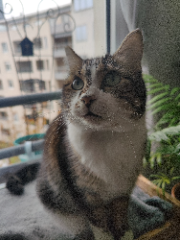 Parmesan