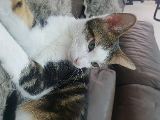 Maurice
