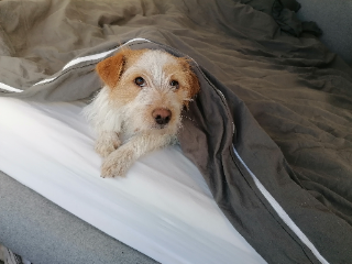 Photo de Bowie