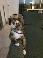 Cookie