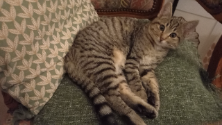 Lili