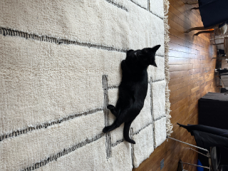 Nikita
