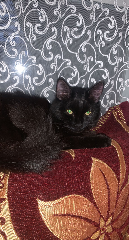 Mimi