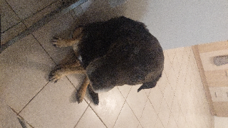 Riki