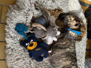 Photo de Snoop