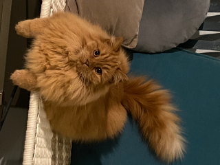 Cesare