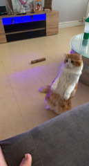 Tigrou