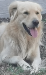 Zakk