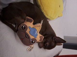 Stitch