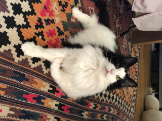 Photo de Dionysos Von Lieblingen