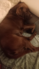 BROWNY