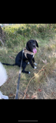 Snoop
