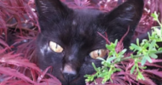 Bagheera