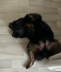 Taïko