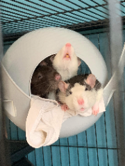 Photo de Hestia Artemis et Athena