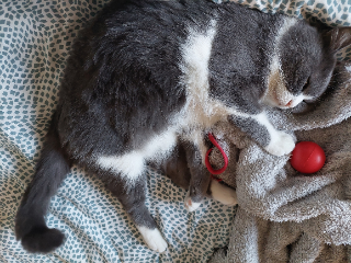 Tom
