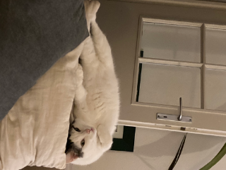 Arlo