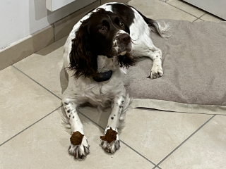 Photo de Schouquette