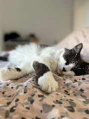 Coton
