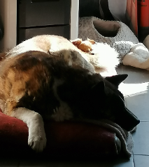 Gribouille