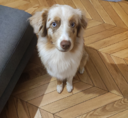 Timon