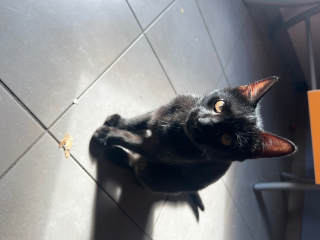 T’Challa