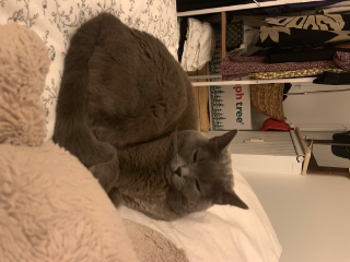 Photo de Ratatouille