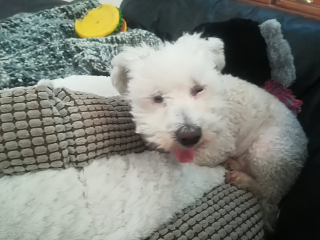 choupette