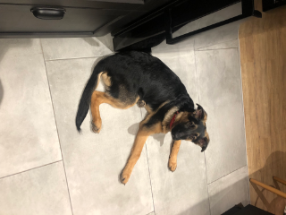 Photo de Toutankhamon