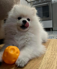 Yoshi