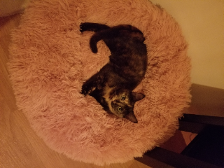 Arya