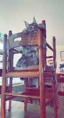 Tango