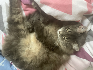 Frimoisse