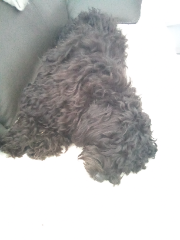 Tashi