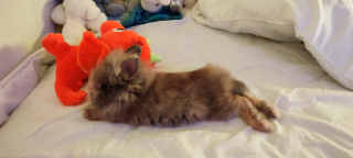 Pompon