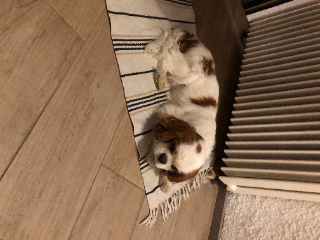 Bogart