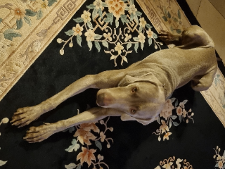 Rex