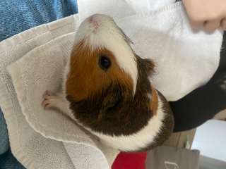 Photo de Archie