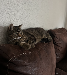 Tigrou