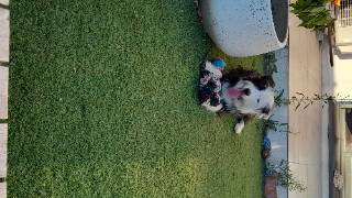 ROXY
