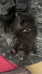 Mowgli