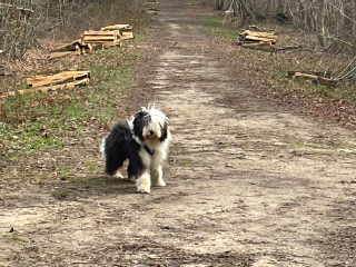 oscar