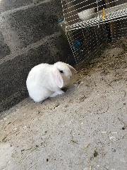 Vanille