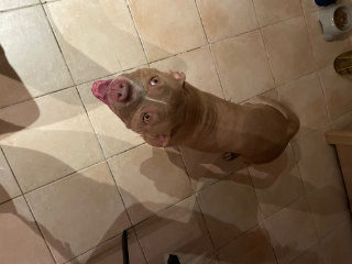 Bully