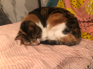 Kakauet