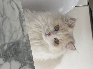 Photo de Kimi Aishiteru