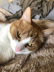 Patemole