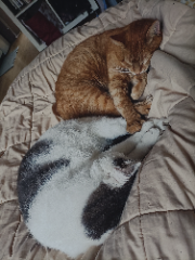 Sasha et malo