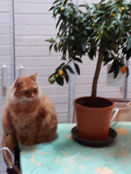 Titi